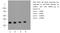 GAPDH antibody, 60004-1-Ig, Proteintech Group, Western Blot image 