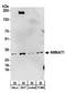 Nicotinamide Nucleotide Adenylyltransferase 1 antibody, A304-317A, Bethyl Labs, Western Blot image 