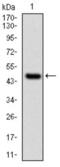 Ubiquitin Conjugating Enzyme E2 I antibody, abx011666, Abbexa, Enzyme Linked Immunosorbent Assay image 