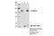 Cadherin 1 antibody, 14472S, Cell Signaling Technology, Immunoprecipitation image 