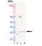 Syntaxin 12 antibody, M09232, Boster Biological Technology, Western Blot image 
