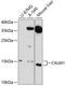 Calmodulin antibody, A06609, Boster Biological Technology, Western Blot image 