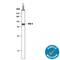 Serine Peptidase Inhibitor, Kunitz Type 1 antibody, AF1048, R&D Systems, Western Blot image 