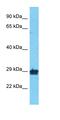 Olfactory Receptor Family 10 Subfamily A Member 2 antibody, orb327064, Biorbyt, Western Blot image 