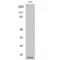 Cytochrome C Oxidase Subunit 4I1 antibody, LS-C382859, Lifespan Biosciences, Western Blot image 