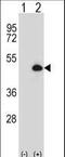 Cytochrome P450 Family 20 Subfamily A Member 1 antibody, LS-C167209, Lifespan Biosciences, Western Blot image 
