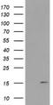 Retrotransposon Gag Like 8B antibody, NBP2-45699, Novus Biologicals, Western Blot image 