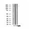 BCL6 Corepressor antibody, GTX01027, GeneTex, Western Blot image 