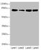 Guanine Monophosphate Synthase antibody, LS-C675814, Lifespan Biosciences, Western Blot image 