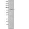 G2 And S-Phase Expressed 1 antibody, abx217988, Abbexa, Western Blot image 