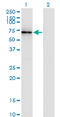 Cortactin antibody, LS-C197133, Lifespan Biosciences, Western Blot image 