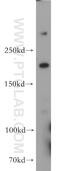 Host Cell Factor C1 antibody, 19358-1-AP, Proteintech Group, Western Blot image 