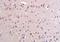 Prolactin antibody, orb4237, Biorbyt, Immunohistochemistry paraffin image 