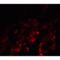 Nedd4 Family Interacting Protein 1 antibody, LS-B8849, Lifespan Biosciences, Immunofluorescence image 