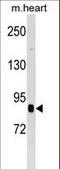 Cullin 2 antibody, LS-C167158, Lifespan Biosciences, Western Blot image 