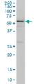 Target Of Myb1 Membrane Trafficking Protein antibody, H00010043-M01, Novus Biologicals, Western Blot image 