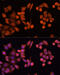 Phospholipase A2 Group IVD antibody, 15-939, ProSci, Immunofluorescence image 