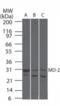 Lymphocyte Antigen 96 antibody, ALX-215-063-C100, Enzo Life Sciences, Western Blot image 