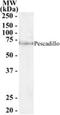 Pescadillo Ribosomal Biogenesis Factor 1 antibody, NB100-1258, Novus Biologicals, Western Blot image 