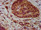 Nectin Cell Adhesion Molecule 4 antibody, LS-C680939, Lifespan Biosciences, Immunohistochemistry paraffin image 