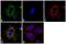 Mitochondria antibody, MA5-12017, Invitrogen Antibodies, Immunofluorescence image 