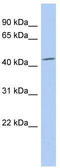 Selenium Binding Protein 1 antibody, TA346581, Origene, Western Blot image 