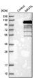 Microtubule Associated Serine/Threonine Kinase Like antibody, NBP1-83680, Novus Biologicals, Western Blot image 