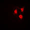 Cyclin Dependent Kinase 2 antibody, LS-C351983, Lifespan Biosciences, Immunofluorescence image 