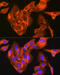Mitogen-Activated Protein Kinase 8 antibody, GTX02824, GeneTex, Immunofluorescence image 