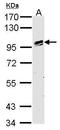 Odd-Skipped Related Transcription Factor 1 antibody, GTX109298, GeneTex, Western Blot image 