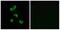 Carbonic Anhydrase 5B antibody, A30593, Boster Biological Technology, Immunofluorescence image 