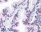 Citrate Synthase antibody, LS-B2234, Lifespan Biosciences, Immunohistochemistry paraffin image 