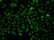 Phosphatidylinositol Specific Phospholipase C X Domain Containing 2 antibody, LS-C349268, Lifespan Biosciences, Immunofluorescence image 