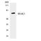 Interleukin 1 Receptor Associated Kinase 3 antibody, LS-C292106, Lifespan Biosciences, Western Blot image 