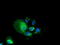 Pyrroline-5-Carboxylate Reductase 2 antibody, LS-C115756, Lifespan Biosciences, Immunofluorescence image 