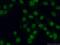 Polyhomeotic Homolog 2 antibody, 12867-1-AP, Proteintech Group, Immunofluorescence image 