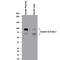 Vasorin antibody, MAB2140, R&D Systems, Western Blot image 