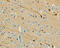 Sulfotransferase Family 4A Member 1 antibody, AF5826, R&D Systems, Immunohistochemistry frozen image 