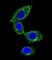 Sorbin And SH3 Domain Containing 1 antibody, abx025850, Abbexa, Western Blot image 