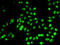 p53 antibody, LS-C746919, Lifespan Biosciences, Immunofluorescence image 