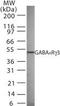 Gamma-Aminobutyric Acid Type A Receptor Gamma2 Subunit antibody, PA1-41216, Invitrogen Antibodies, Western Blot image 