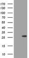 BCL2 Interacting Protein 1 antibody, TA802189S, Origene, Western Blot image 