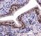 Sorting nexin-27 antibody, NBP1-45282, Novus Biologicals, Immunohistochemistry paraffin image 