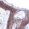 Cadherin 1 antibody, MAB18381, R&D Systems, Immunohistochemistry frozen image 