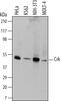 CRK Proto-Oncogene, Adaptor Protein antibody, MAB4316, R&D Systems, Western Blot image 