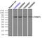 Fermitin Family Member 2 antibody, LS-B12926, Lifespan Biosciences, Immunoprecipitation image 