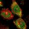 PEAK1 Related, Kinase-Activating Pseudokinase 1 antibody, NBP1-87473, Novus Biologicals, Immunofluorescence image 