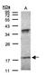Interferon Alpha 6 antibody, NBP1-31156, Novus Biologicals, Western Blot image 