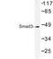SMAD Family Member 3 antibody, LS-C177436, Lifespan Biosciences, Western Blot image 