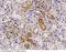 BP2 antibody, 90083-T60, Sino Biological, Immunohistochemistry frozen image 